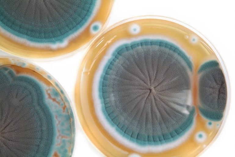 How penicillin was discovered, and why WWII let this miracle drug reach millions
